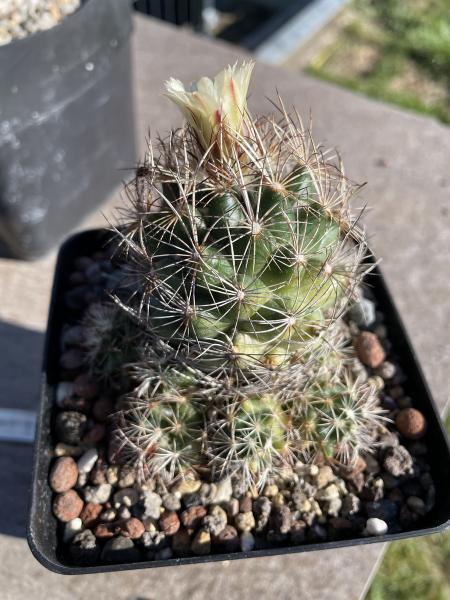 Coryphantha nickelsiae